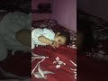 mere lado rani ❤️❤️🥰