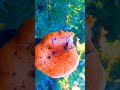 Lactarius Deliciosus #shorts #setas #hongo #niscalos #mushroom #nature #naturaleza
