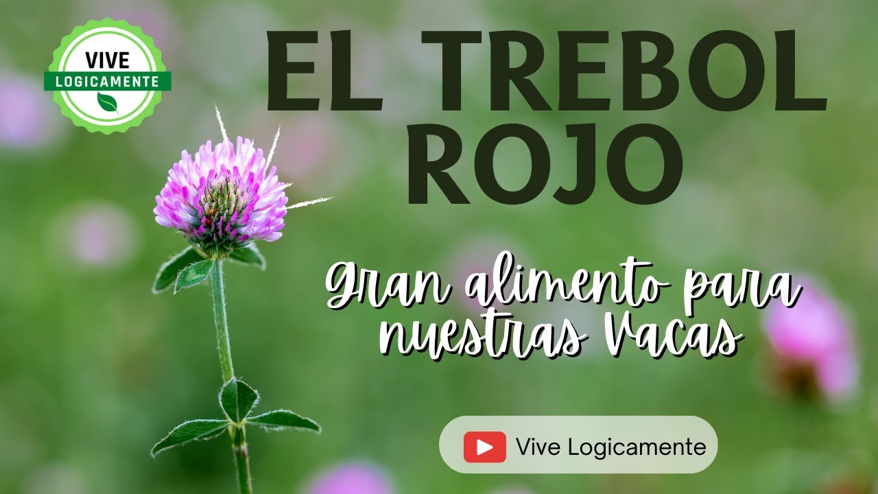 El poder del trébol en las vacas lecheras #vivelogicamente - YouTube