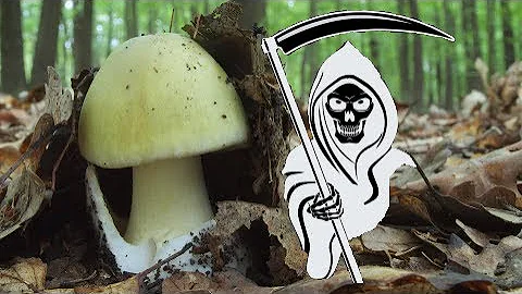 Kdo je nejnebezpečnější houba?