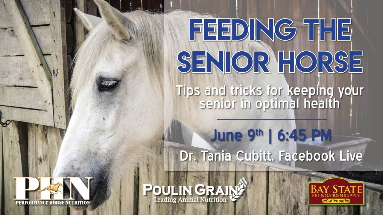 Tips & Tricks For Senior Horses