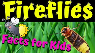 Fireflies | Firefly Facts for Kids | Why Do Fireflies Glow ?