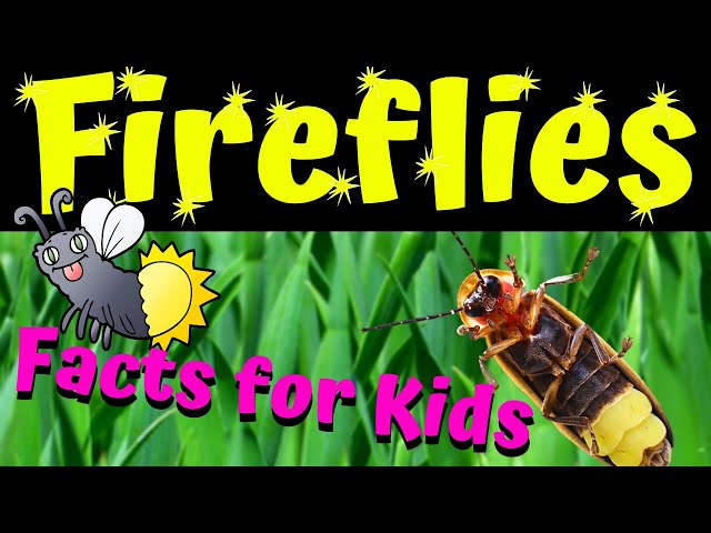 Fireflies | Firefly Facts for Kids | Why Do Fireflies Glow ? class=