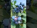 Have You Ever Eaten this fruit? #shorts #plants #farming