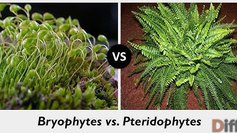 Bryophytes and Pteridophytes | Difference between Bryophytes and Pteridophytes