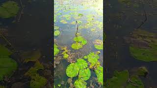 snake head fishing video big size,🥰