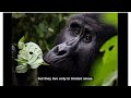 The Mountain Gorilla (The African Rainforest) by Silifke Science High School 