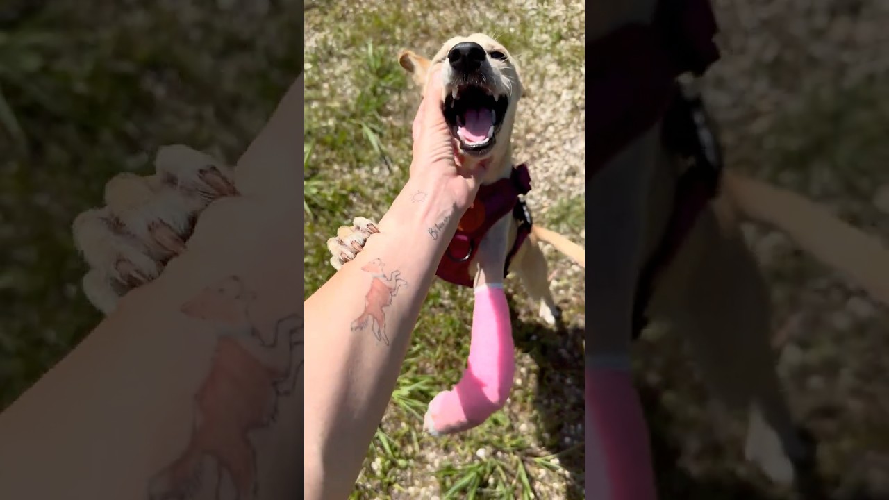 Neglected Puppy Gets Life-Saving Leg Amputation