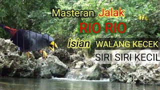 MASTERAN JALAK RIO RIO KONSLET