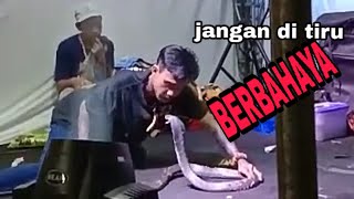 Atraksi ular king cobra || Berbahaya