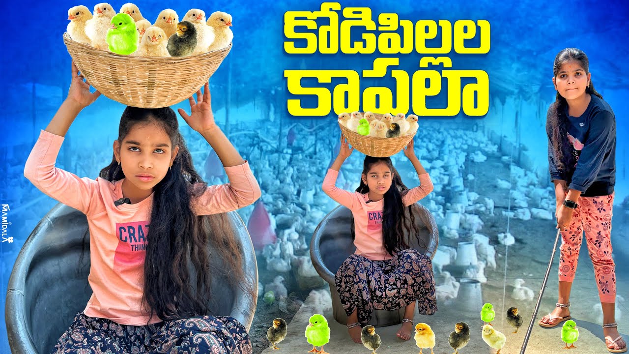 కోడి పిల్లల కాపలా comedy video ||rider mallesh new video ||village comedy video||janavi new video