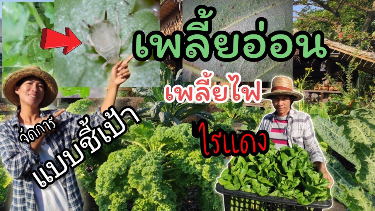 วิธีกำจัดเพลี้ยอ่อนในเคล  เพลี้ยไฟ ไรแดงในผักสลัด แบบชี้เป้า