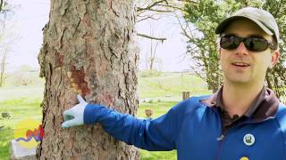 Spongy Moth Egg Removal Formerly Gypsy Moth