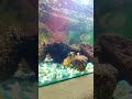 Parrot Fish Fighting in My Aquarium 🐠 #shorts #aquarium #fish