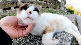 ラグドールみたいな猫をモフっていたら池のほとりに案内してくれた