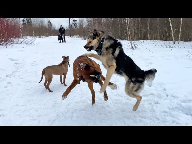 боксерские собаки