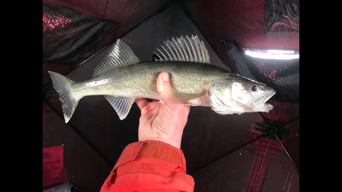 Ice Fishing for LAKE TROUT - How to ice fish for lake trout using a  JawJacker 