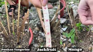 Tree Growing Performance Task | Witness Sci 