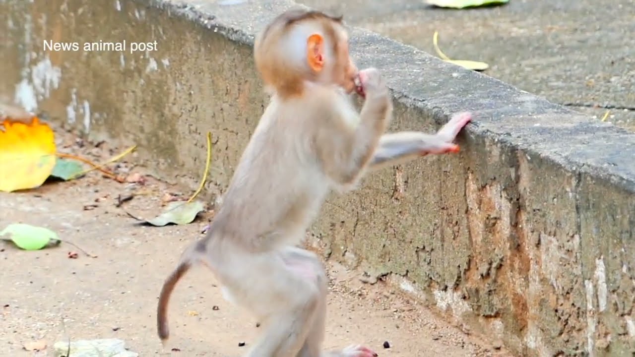 baby monkey MARCO standing like this is so handsome.