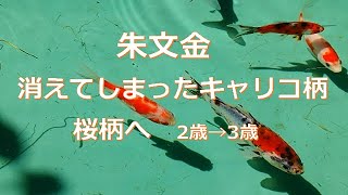 朱文金 キャリコ柄から桜柄へ 　2歳～3歳にかけておこりやすい金魚の柄の変化