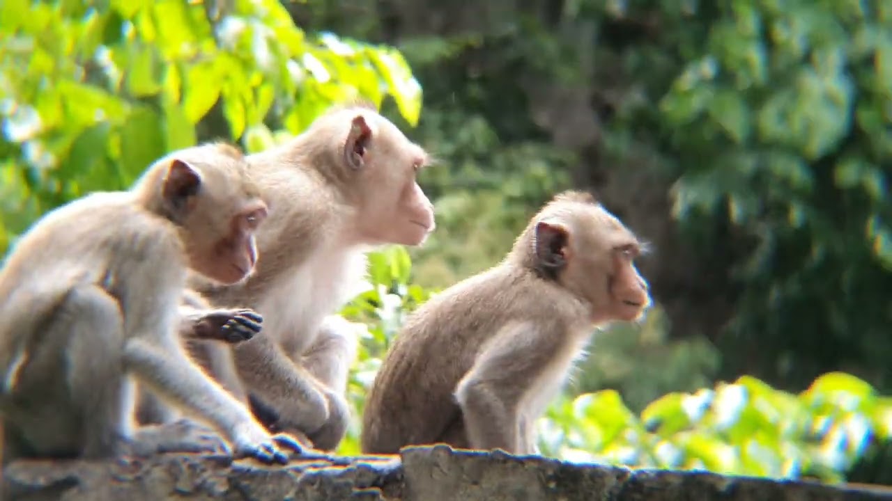 Nature Monkey KH – Real Jungle Life of Wild Monkeys in Cambodia 
