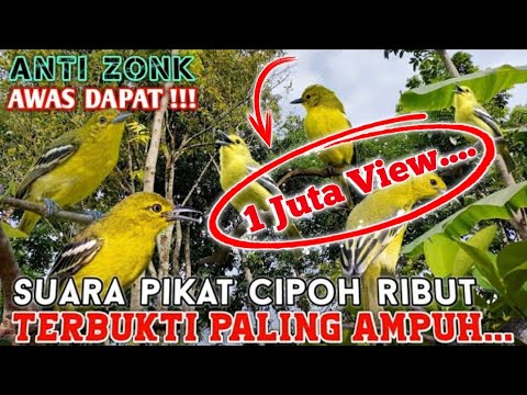 CAMP FISHING Ep.466 Tidak sesuai yang di harapkan terpaksa pulang di tengah malam