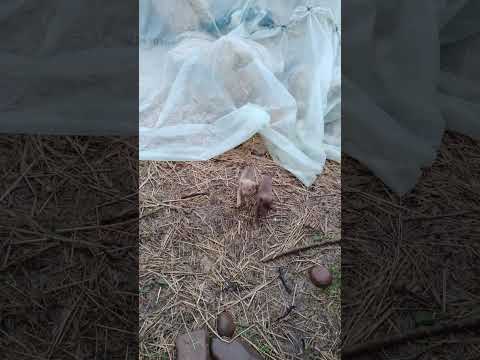 خلي معك أبوني الله يسهل عليكم الخوت وصلوني 1