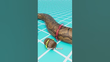 Thumbnail of The Snake That Could Eat Crocodiles 😱