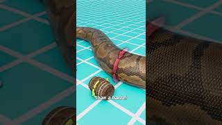 Download Lagu The Snake That Could Eat Crocodiles 😱 MP3 Download Lagu The Snake That Could Eat Crocodiles 😱 MP3