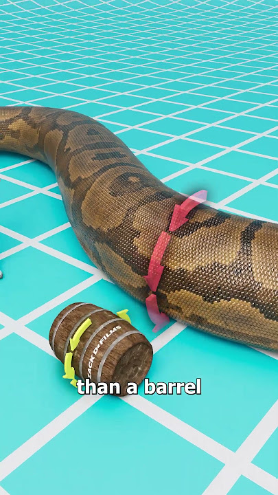 The Snake That Could Eat Crocodiles 😱