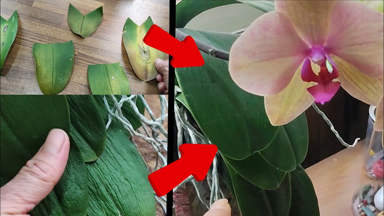 養殖蘭花的舊水苔什麼時候該更換？更換後有什麼好處？