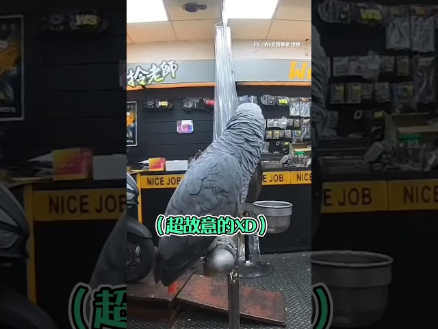 【越說越故意】鸚鵡學機車發動聲 被罵後秒變貓叫XD #Shorts @funny_videos