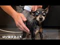 パパのシャンプーが大好きだった可愛いバンビ