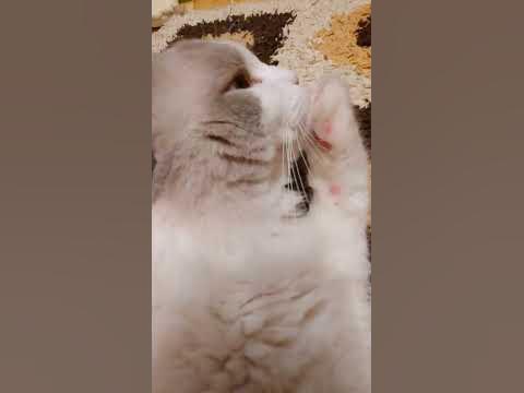 Самый милый котик. Самый лучший котик самый большой котик самый дорогой ...