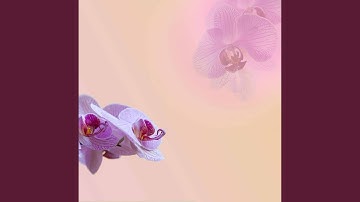 Magical Backdrops for Attractive Choices