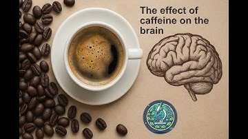 How Does Caffeine Affect Your Brain?