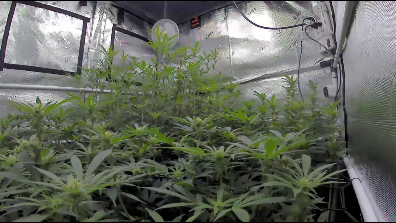 1/25/2021 Daily Update Indoor Cannabis Grow DAY 18 OF FLOWER  1 layer so far of Scrog Net high cfm