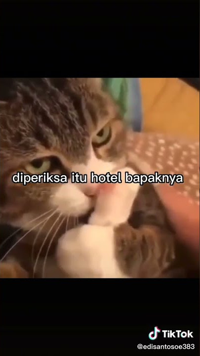 kijang 1 86 #cat #kucing #karnivora #carnivore