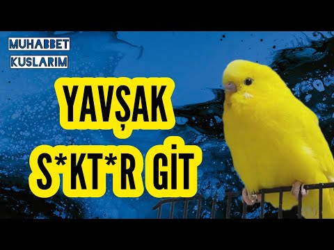 MUHABBET KUŞU KÜFÜR EDİYOR YAVŞAK , S*KT*R GİT #muhabbetkuşu #dinletkonuşsun #budgie