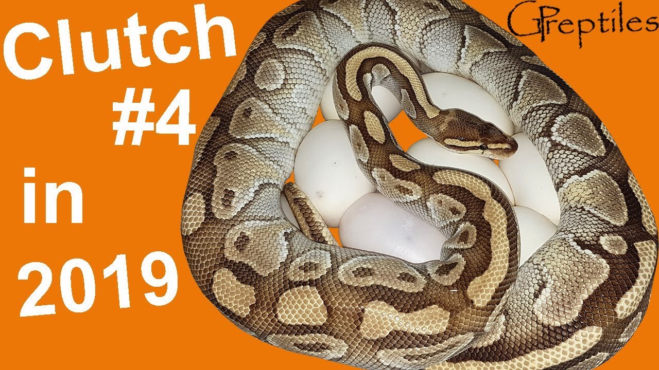 królewskie piwo More Ball Python eggs in 2019 season!
