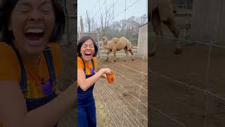 Visiting the Camel Farm🐪 #123andres #kidsvideo