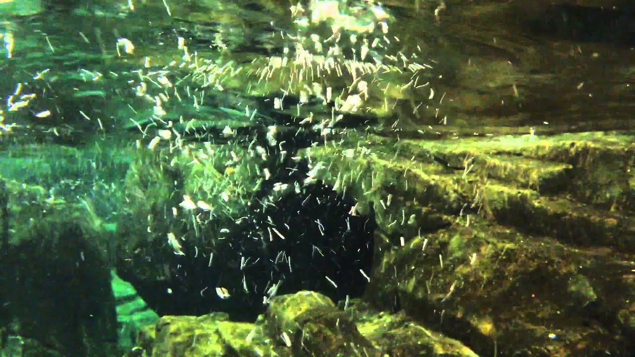Penguins swimming at Montreal's Biodôme (Montreal zoo/aquarium) YouTube
