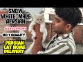 😍Snow white Persian cat male • triple coat Persian cat • persian cat home delivery 