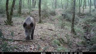 18 août 2023: En forêt Sangliers genettes cerfs | Grésigne Tarn