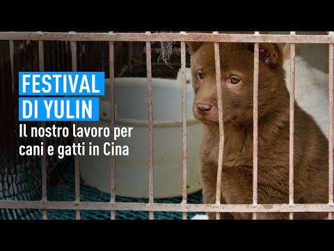 Yulin Festival: How can we protect dogs and cats in China?