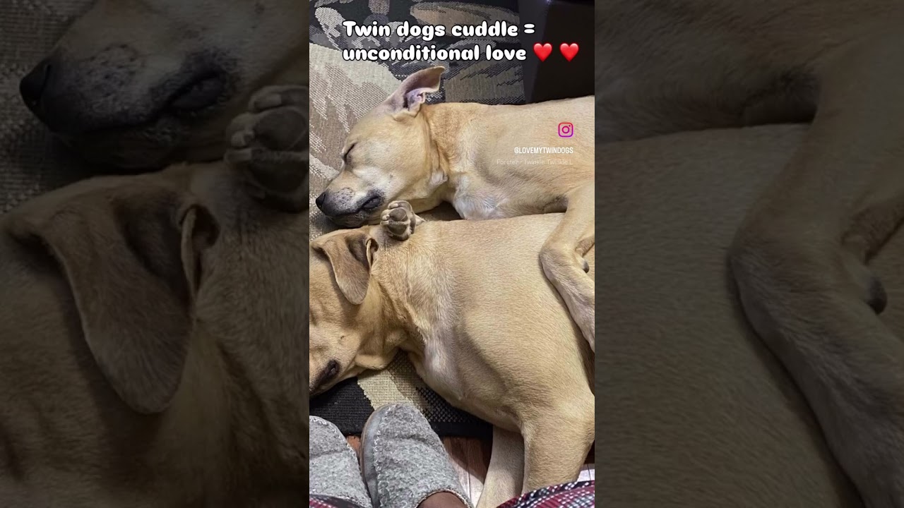 When Love Shows Up Unexpectedly 🐶❤️  Twin Dogs, Faith & Pure Comfort