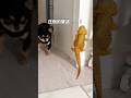 犬を撃退する天才トカゲ #フトアゴヒゲトカゲ