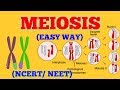 CELL DIVISION / MEIOSIS (EASY WAY) / NCERT/ NEET
