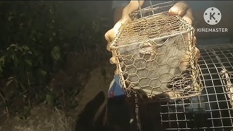 đi bẫy chuột cống nhum về ướp sa tế nướng#dangkhoitv