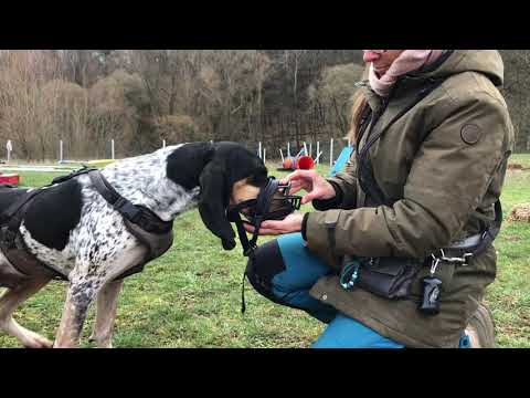Maulkorb-Training Schritt 1